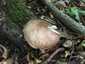 Barna csengettyűgomba (Pluteus cervinus), Somogy